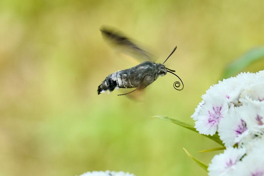 Taubenschwänzchen (Macroglossum stellatarum)