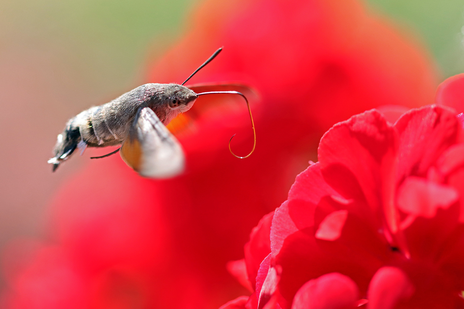 Taubenschwänzchen (Macroglossum stellatarum)