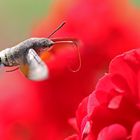 Taubenschwänzchen (Macroglossum stellatarum)