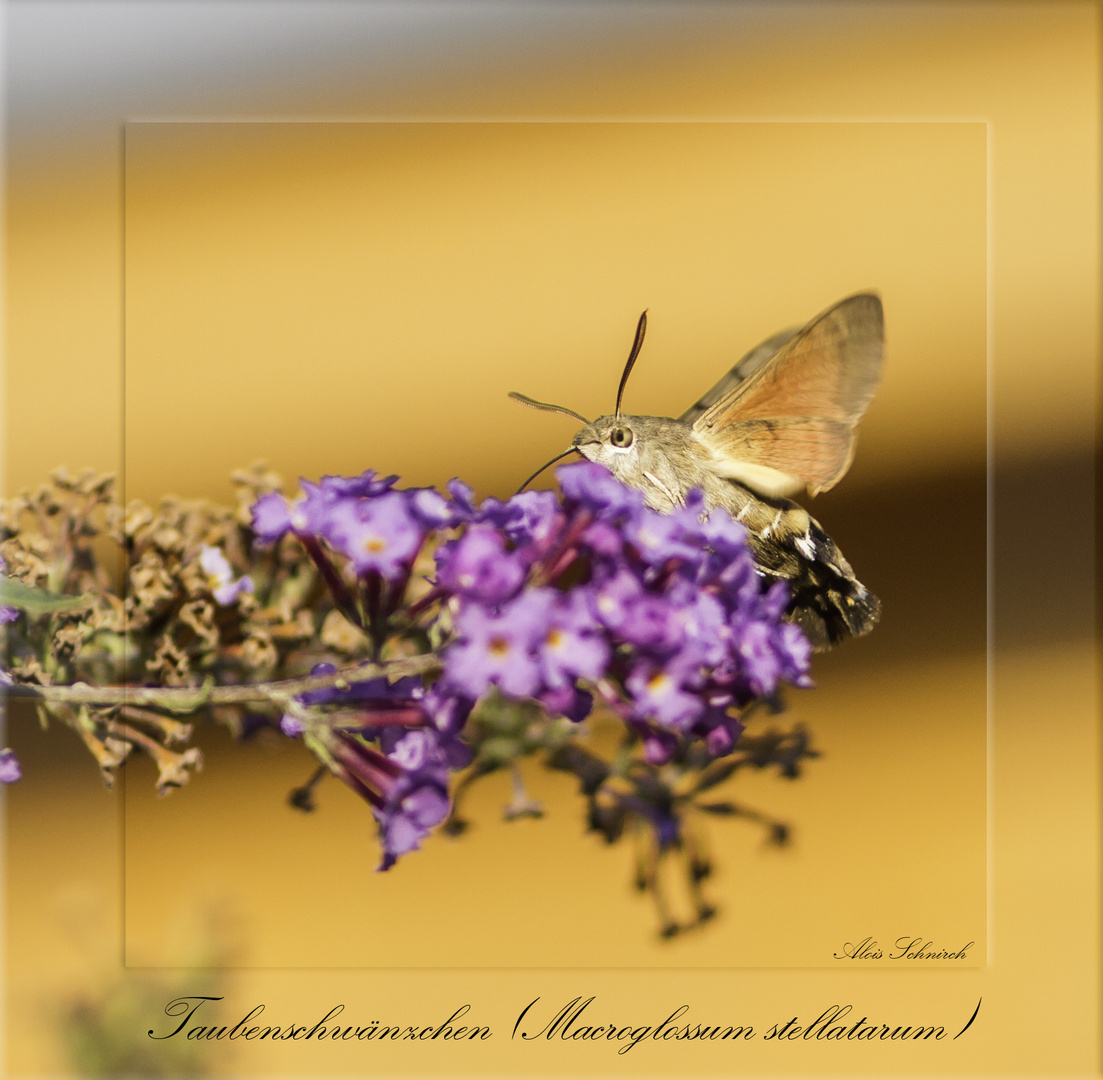 Taubenschwänzchen (Macroglossum stellatarum)