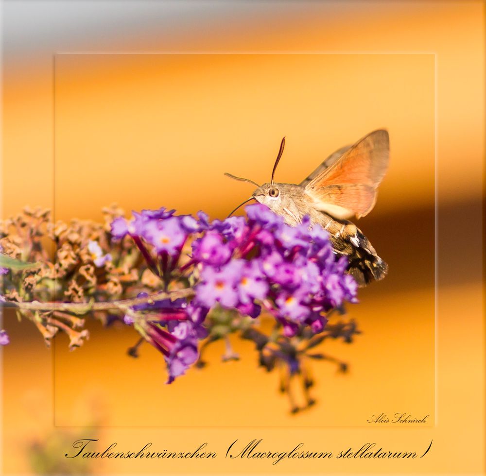 Taubenschwänzchen (Macroglossum stellatarum)