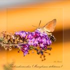 Taubenschwänzchen (Macroglossum stellatarum)