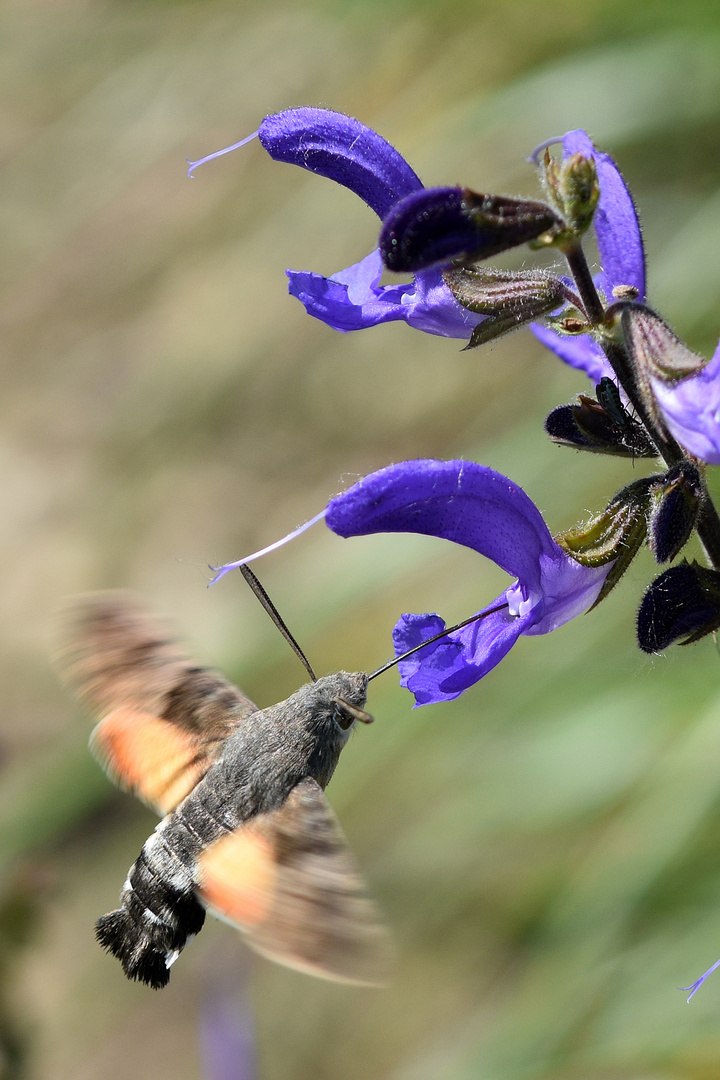 Taubenschwänzchen (Macroglossum stellatarum)