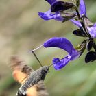 Taubenschwänzchen (Macroglossum stellatarum)