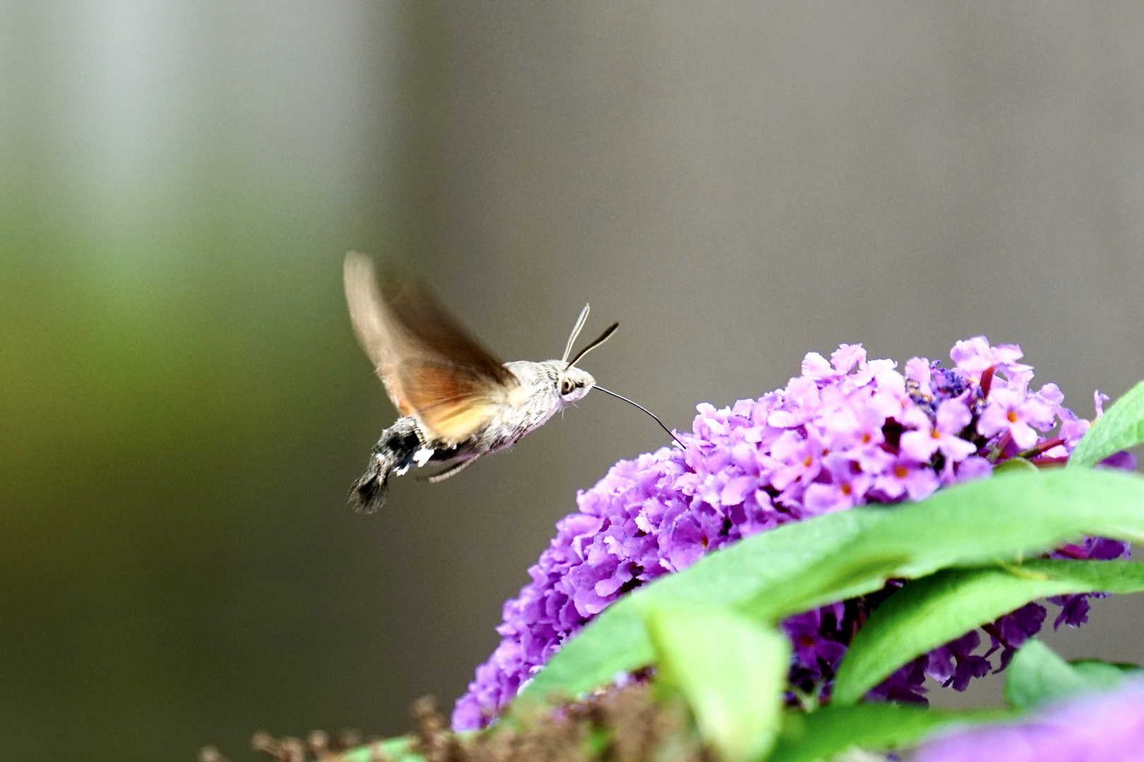 Taubenschwänzchen (Macroglossum stellatarum)