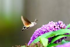 Taubenschwänzchen (Macroglossum stellatarum)