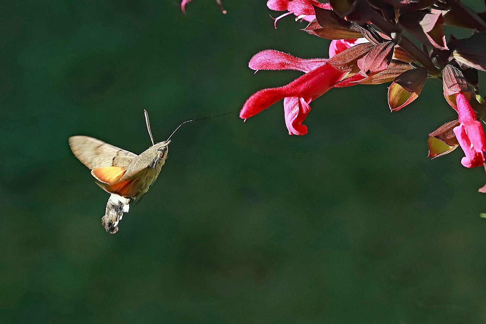 Taubenschwänzchen (Macroglossum stellatarum)