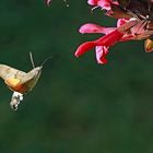 Taubenschwänzchen (Macroglossum stellatarum)