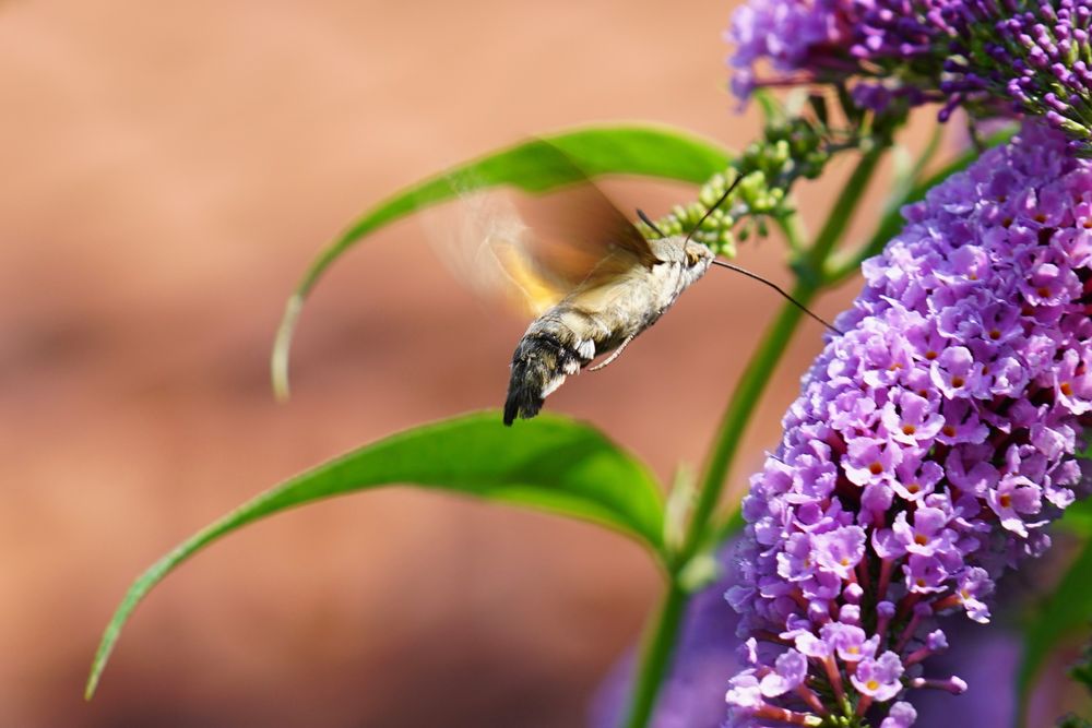 Taubenschwänzchen (Macroglossum stellatarum)