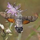 Taubenschwänzchen (Macroglossum stellatarum)