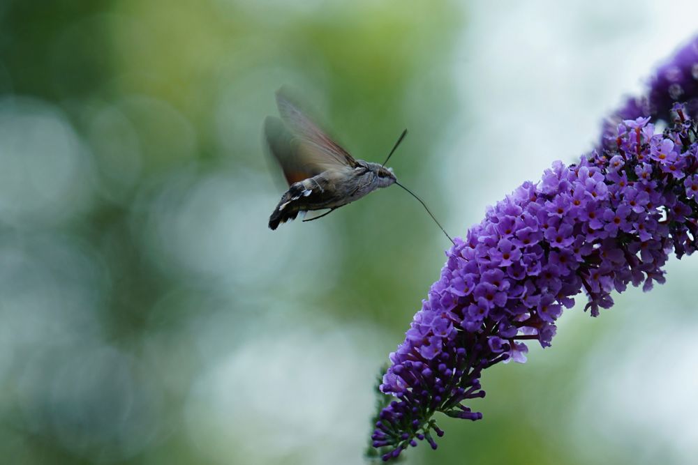 Taubenschwänzchen (Macroglossum stellatarum)