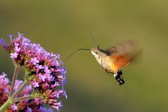 Taubenschwänzchen (Macroglossum stellatarum)