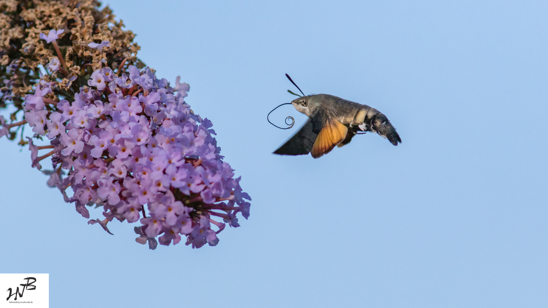 Taubenschwänzchen (Macroglossum stellatarum)