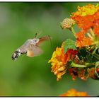 Taubenschwänzchen (Macroglossum stellatarum)