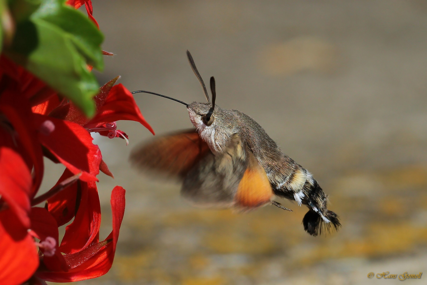 Taubenschwänzchen (Macroglossum stellatarum)