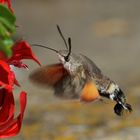 Taubenschwänzchen (Macroglossum stellatarum)