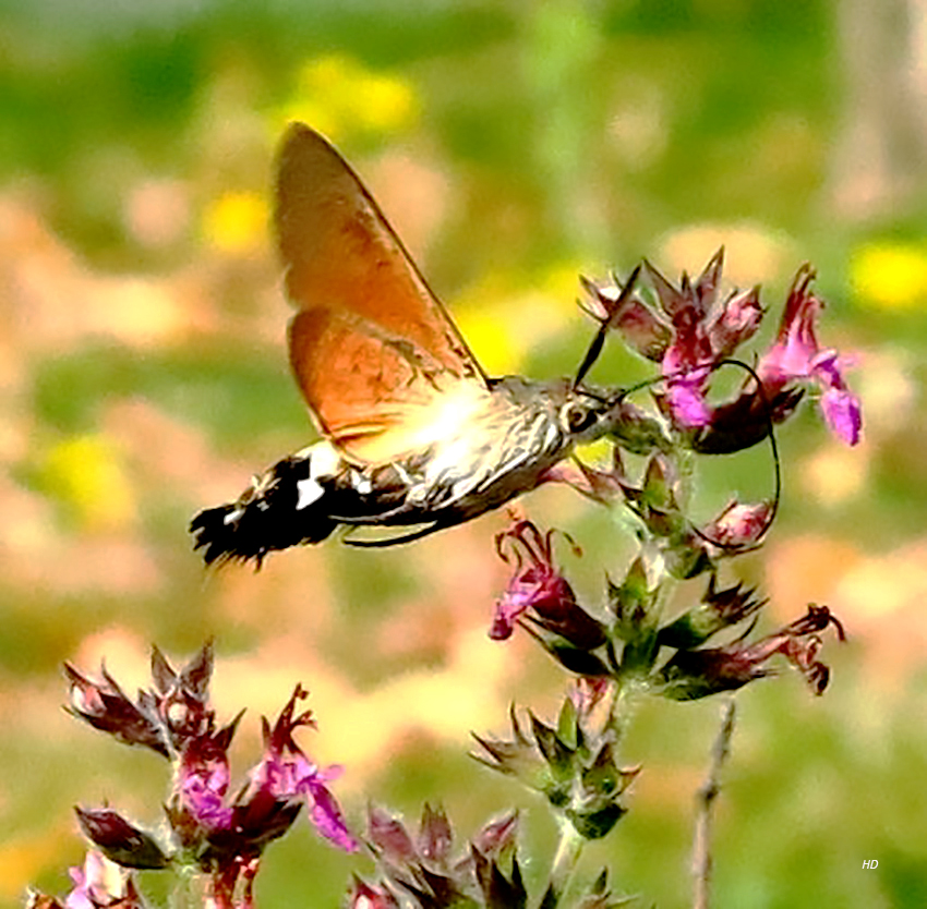 Taubenschwänzchen (Macroglossum stellatarum) 