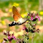 Taubenschwänzchen (Macroglossum stellatarum) 