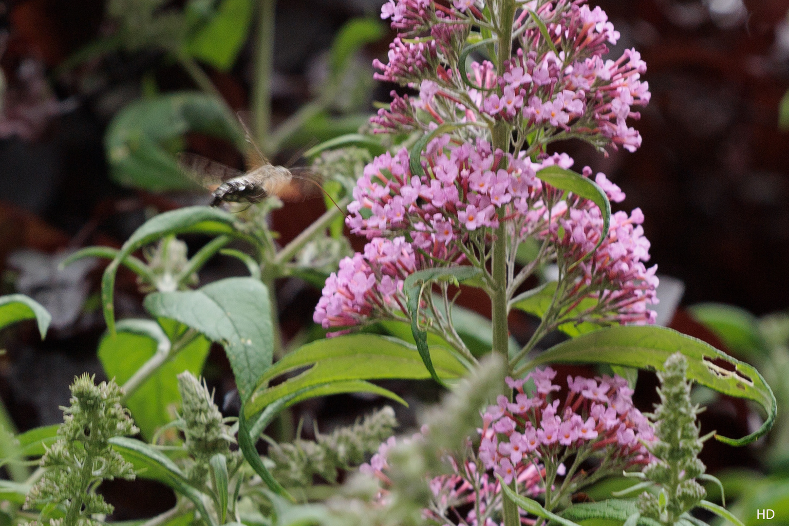 Taubenschwänzchen (Macroglossum stellatarum)