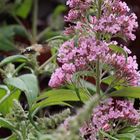 Taubenschwänzchen (Macroglossum stellatarum)