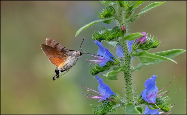 Taubenschwänzchen  (Macroglossum stellatarum) 