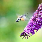 Taubenschwänzchen (Macroglossum stellatarum)