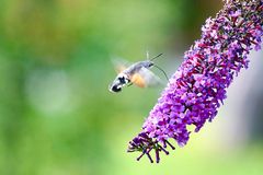 Taubenschwänzchen (Macroglossum stellatarum)