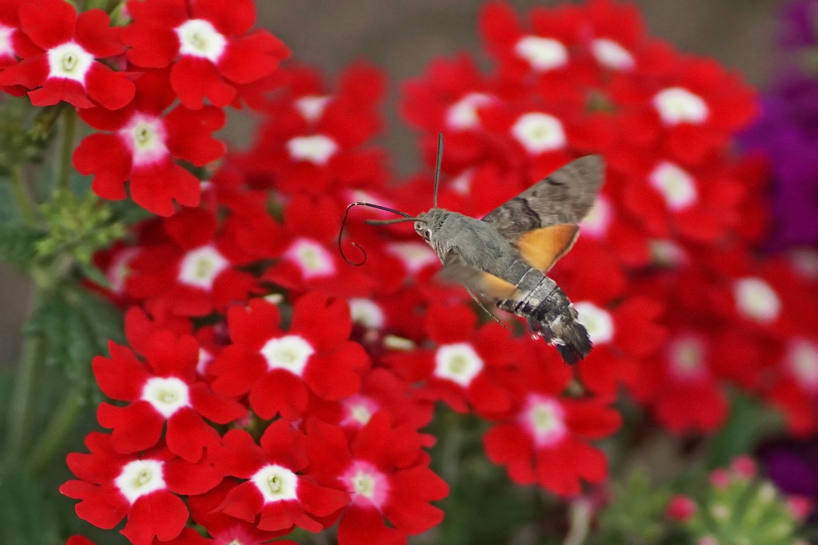 Taubenschwänzchen (Macroglossum stellatarum)