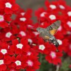 Taubenschwänzchen (Macroglossum stellatarum)