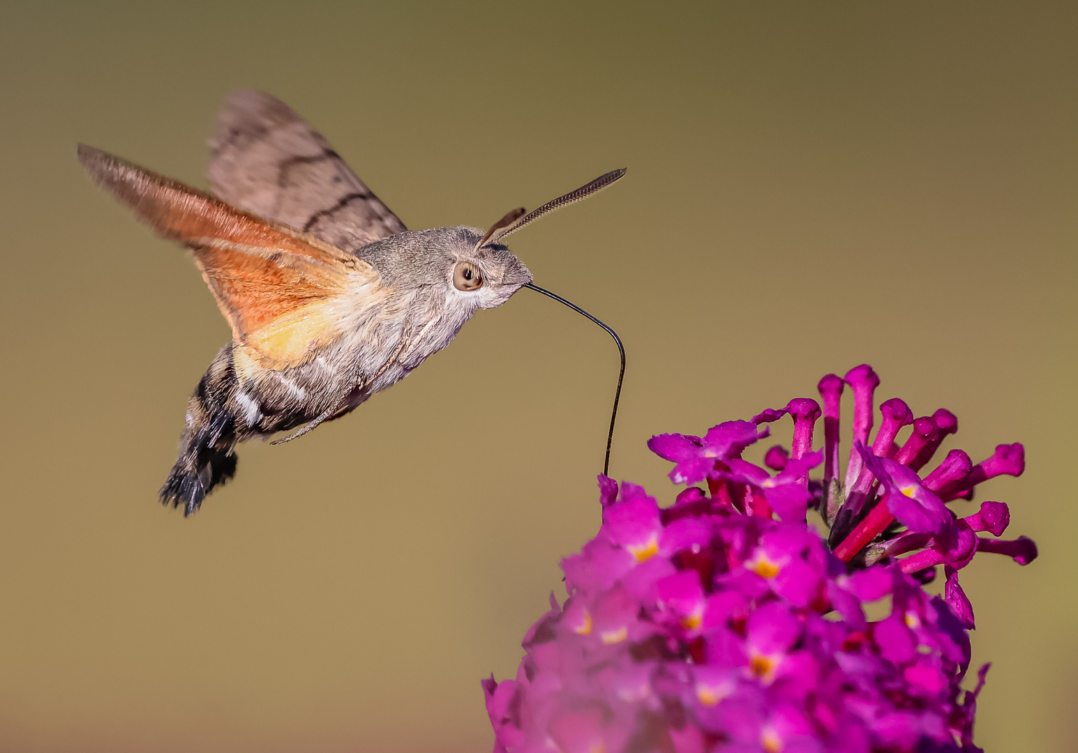 Taubenschwänzchen (Macroglossum stellatarum)