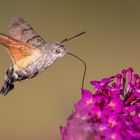 Taubenschwänzchen (Macroglossum stellatarum)