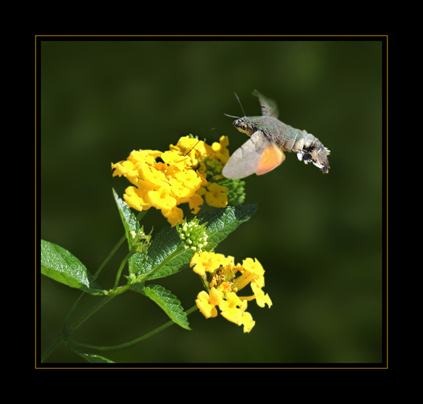 Taubenschwänzchen - Macroglossum stellatarum