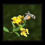 Taubenschwänzchen - Macroglossum stellatarum