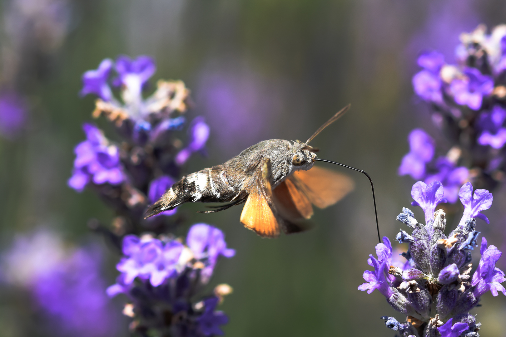 Taubenschwänzchen - Macroglossum stellatarum