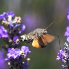 Taubenschwänzchen - Macroglossum stellatarum