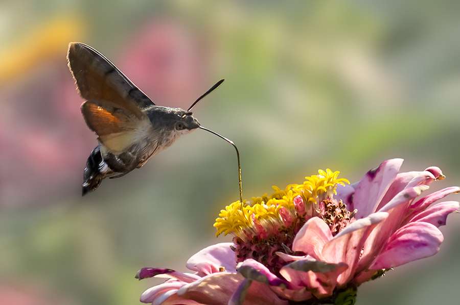 Taubenschwänzchen (Macroglossum stellatarum)