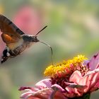 Taubenschwänzchen (Macroglossum stellatarum)