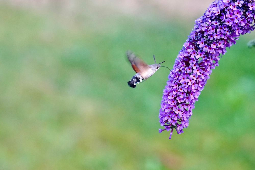 Taubenschwänzchen (Macroglossum stellatarum)