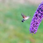 Taubenschwänzchen (Macroglossum stellatarum)