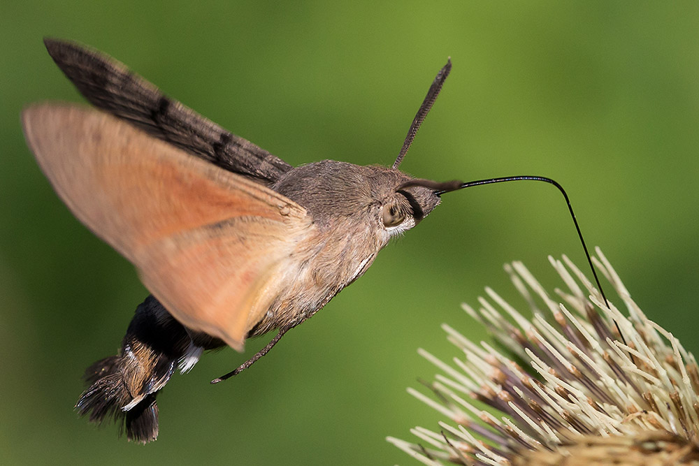 Taubenschwänzchen (Macroglossum stellatarum)