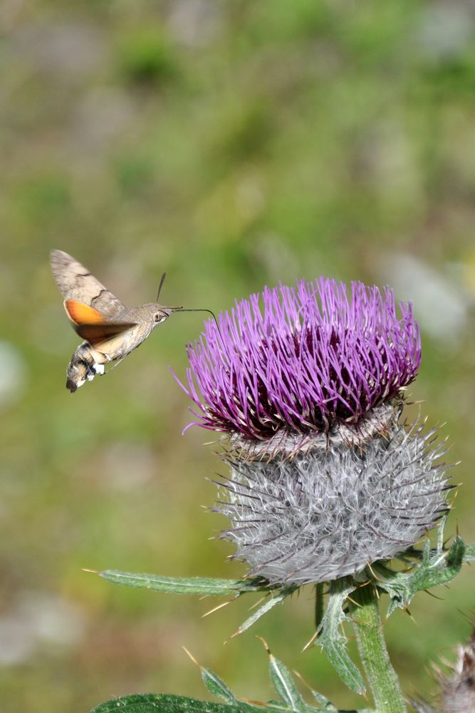 Taubenschwänzchen (Macroglossum stellatarum)