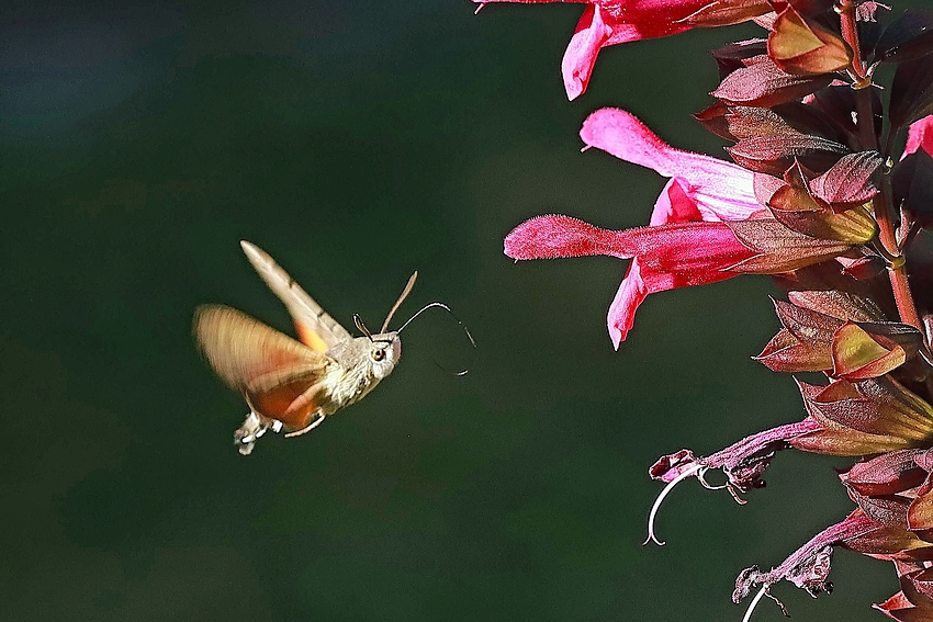 Taubenschwänzchen (Macroglossum stellatarum) am Salbei im Garten