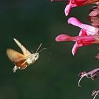 Taubenschwänzchen (Macroglossum stellatarum) am Salbei im Garten