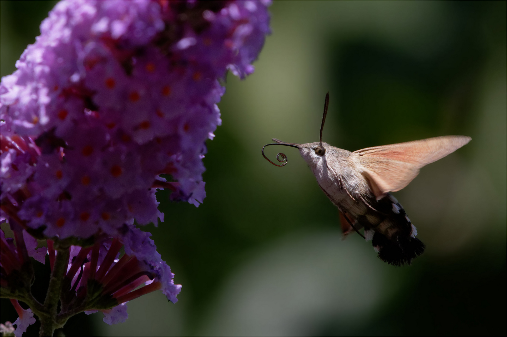 Taubenschwänzchen (Macroglossum stellatarum)  am Sommerflieder