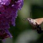 Taubenschwänzchen (Macroglossum stellatarum)  am Sommerflieder