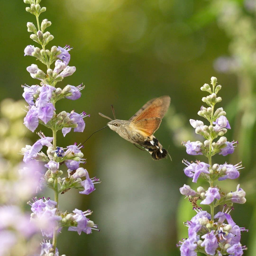 Taubenschwänzchen (Macroglossum stellatarum) an Mönchspfeffer