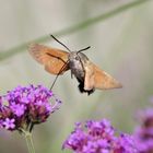 Taubenschwänzchen (Macroglossum stellatarum) an patagonischem Eisenkraut