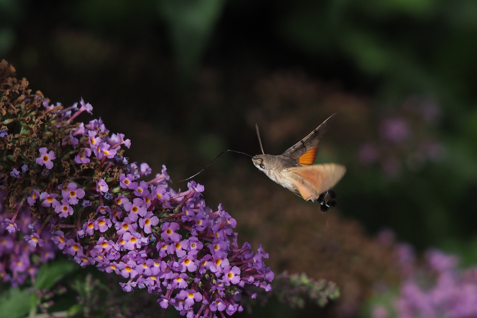 Taubenschwänzchen (Macroglossum stellatarum)