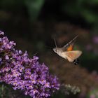 Taubenschwänzchen (Macroglossum stellatarum)