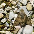 Taubenschwänzchen (Macroglossum stellatarum)